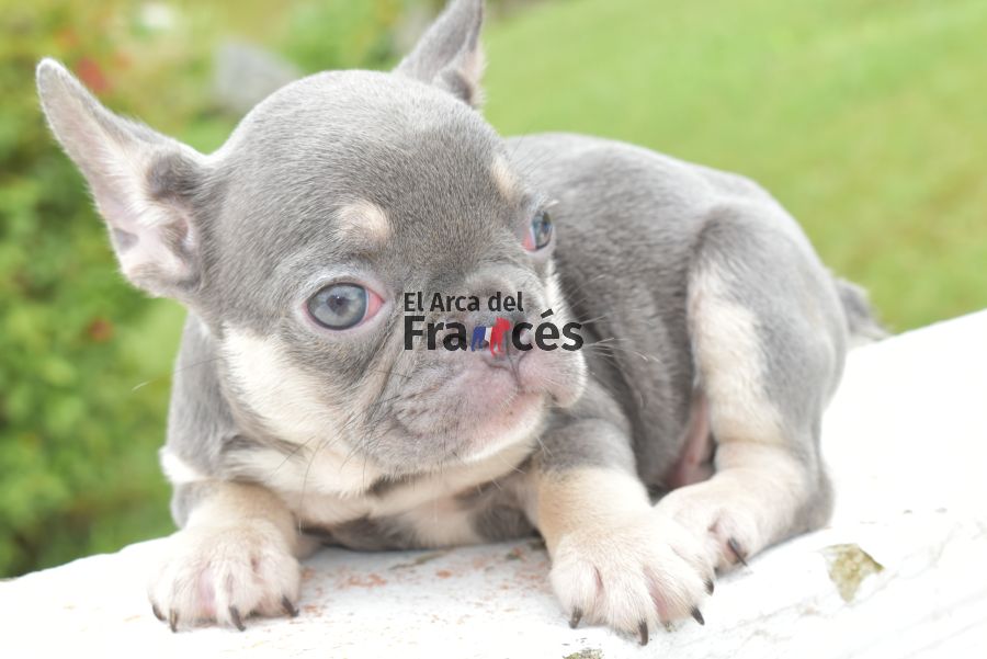 Bulldog Francés Exótico - Criadero El arca del Frances